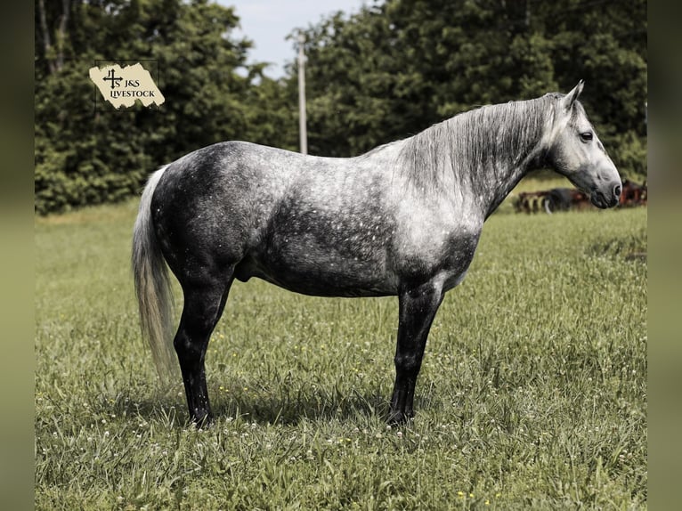 American Quarter Horse Wallach 11 Jahre 152 cm Apfelschimmel in Santa Fe, TN