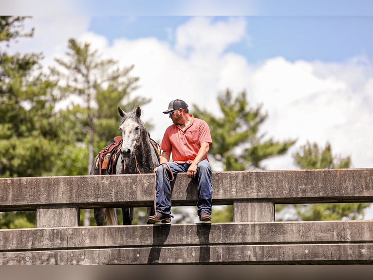 American Quarter Horse Wallach 11 Jahre 152 cm Apfelschimmel in Santa Fe, TN
