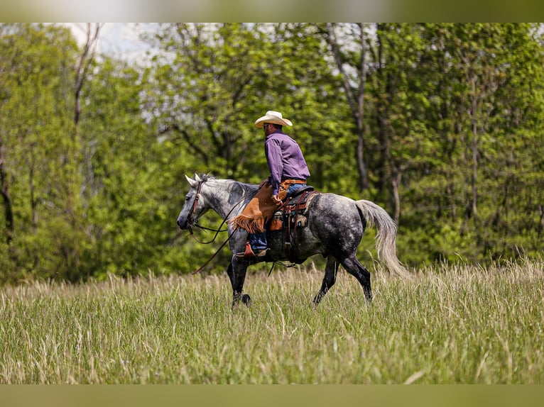 American Quarter Horse Wallach 11 Jahre 152 cm Apfelschimmel in Santa Fe, TN