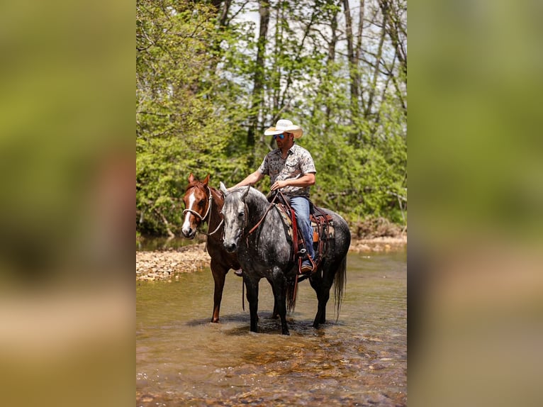 American Quarter Horse Wallach 11 Jahre 152 cm Apfelschimmel in Santa Fe, TN
