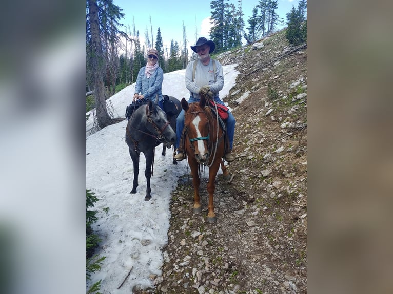 American Quarter Horse Wallach 11 Jahre 152 cm Apfelschimmel in Salmonsalmon, ID