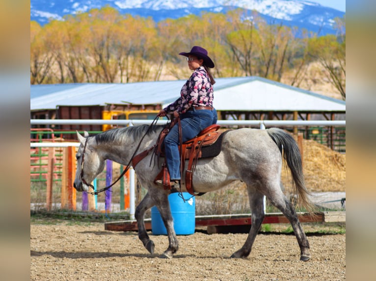 American Quarter Horse Wallach 11 Jahre 152 cm Apfelschimmel in Salmonsalmon, ID