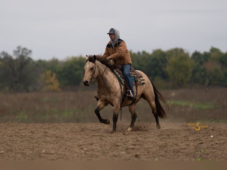 American Quarter Horse Wallach 11 Jahre 152 cm Buckskin in Bogard