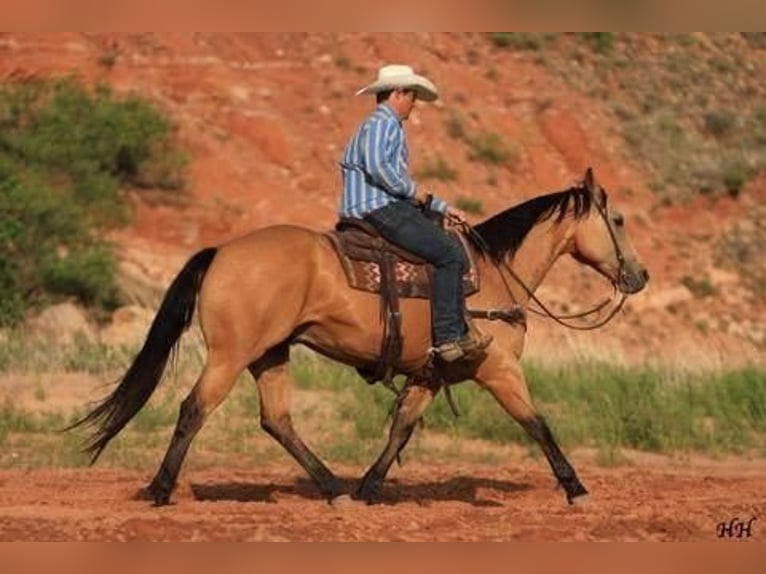 American Quarter Horse Wallach 11 Jahre 152 cm Buckskin in Canyon, TX