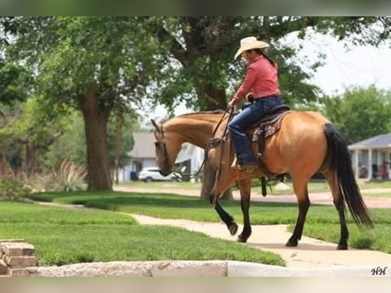 American Quarter Horse Wallach 11 Jahre 152 cm Buckskin in Canyon, TX