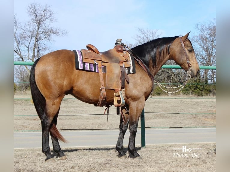 American Quarter Horse Wallach 11 Jahre 152 cm Buckskin in Cushing, OK