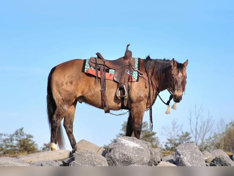 American Quarter Horse Wallach 11 Jahre 152 cm Buckskin in Rebersburg, PA