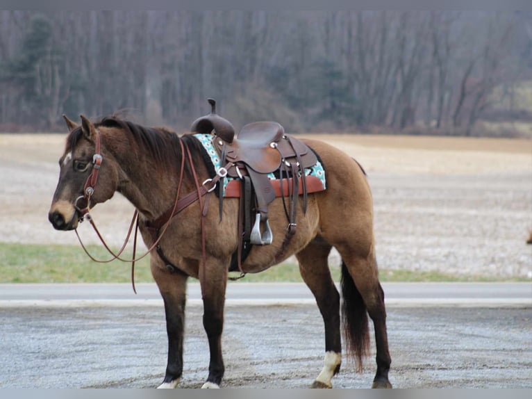 American Quarter Horse Wallach 11 Jahre 152 cm Buckskin in Rebersburg, PA