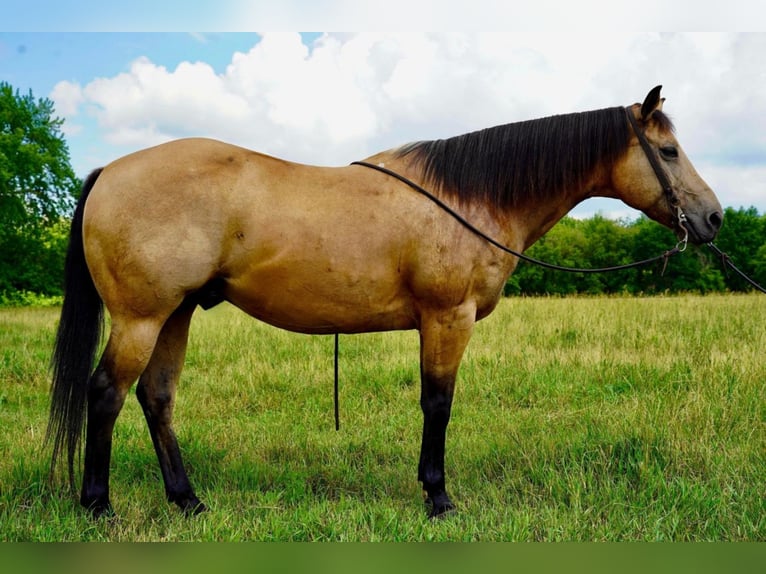 American Quarter Horse Mix Wallach 11 Jahre 152 cm Buckskin in Valley Springs, SD
