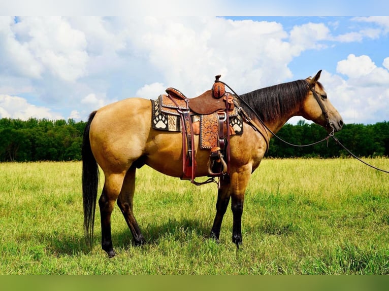 American Quarter Horse Mix Wallach 11 Jahre 152 cm Buckskin in Valley Springs, SD