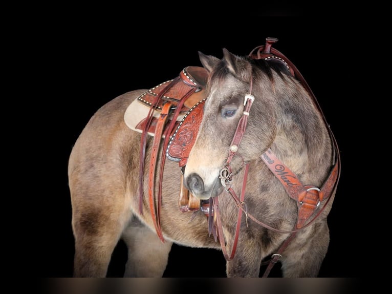 American Quarter Horse Wallach 11 Jahre 152 cm Buckskin in Clarion