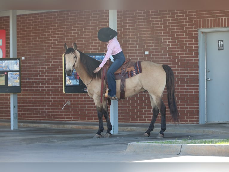 American Quarter Horse Wallach 11 Jahre 152 cm Buckskin in Ripley