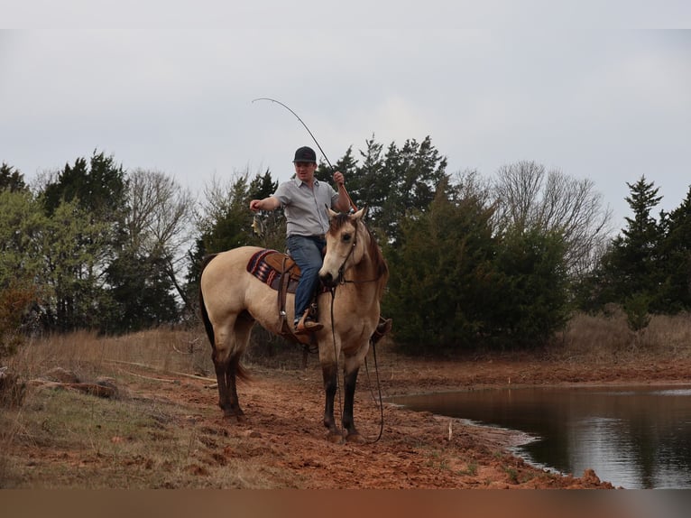 American Quarter Horse Wallach 11 Jahre 152 cm Buckskin in Ripley