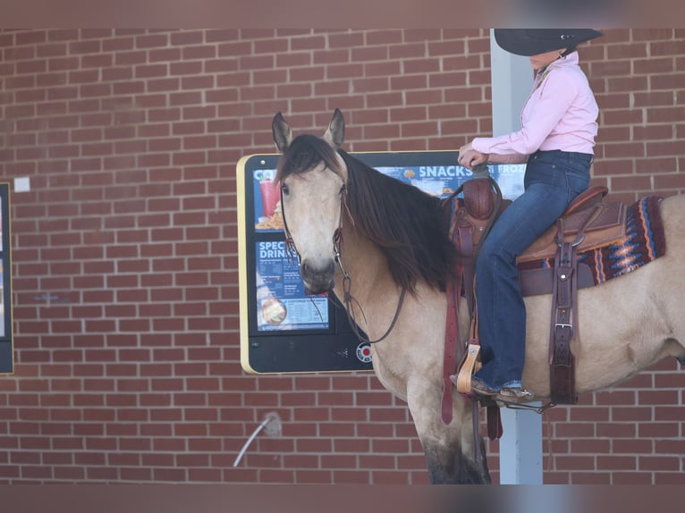 American Quarter Horse Wallach 11 Jahre 152 cm Buckskin in Ripley