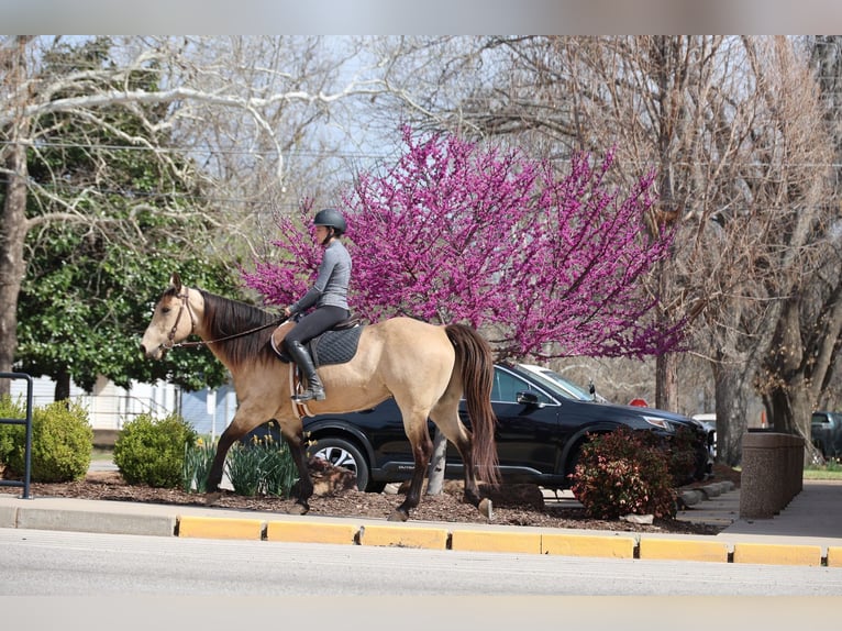 American Quarter Horse Wallach 11 Jahre 152 cm Buckskin in Ripley