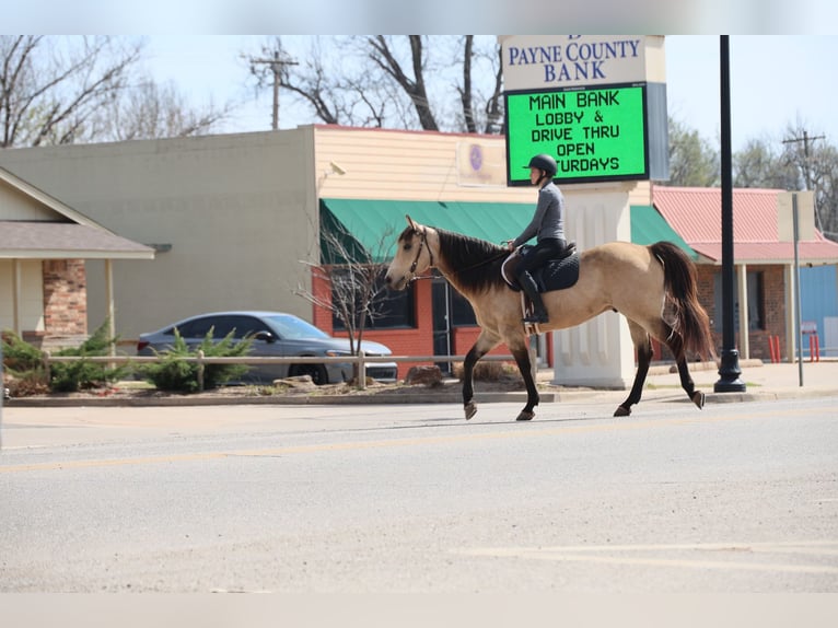 American Quarter Horse Wallach 11 Jahre 152 cm Buckskin in Ripley