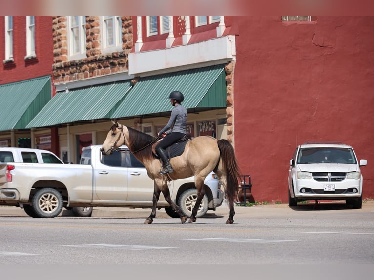 American Quarter Horse Wallach 11 Jahre 152 cm Buckskin in Ripley