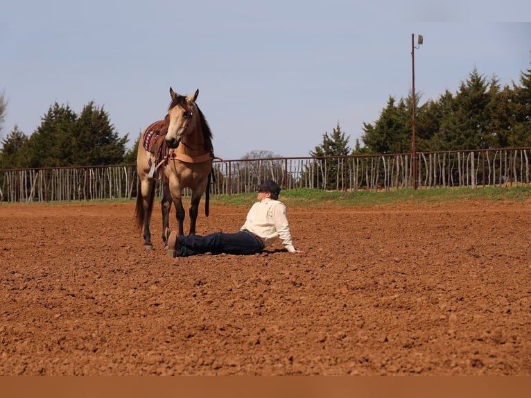 American Quarter Horse Wallach 11 Jahre 152 cm Buckskin in Ripley