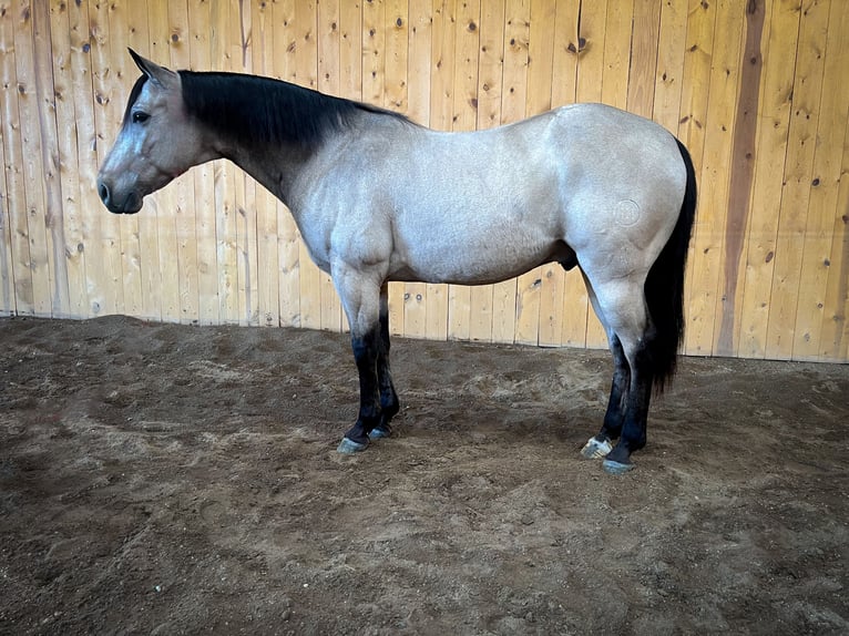 American Quarter Horse Wallach 11 Jahre 152 cm Buckskin in Sheffield