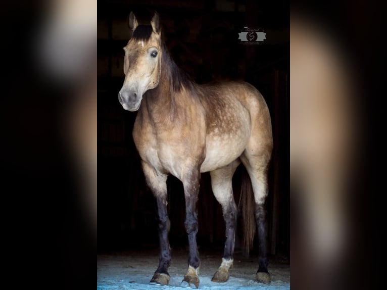 American Quarter Horse Wallach 11 Jahre 152 cm Buckskin in Sonora, KY