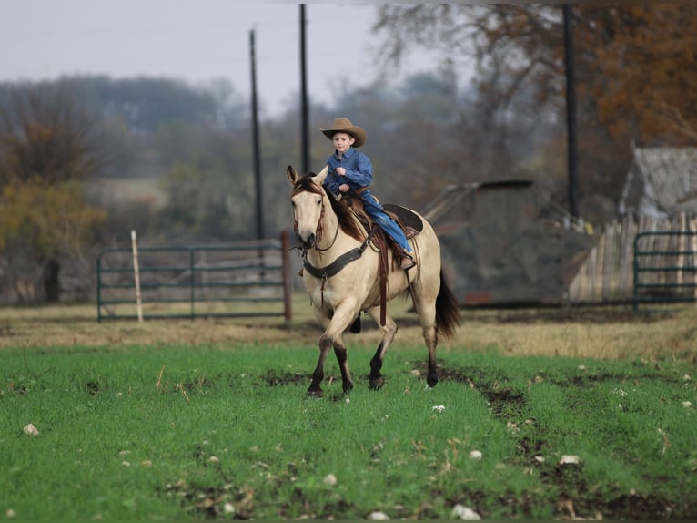 American Quarter Horse Wallach 11 Jahre 152 cm Buckskin in Stephenville TX