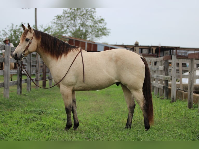 American Quarter Horse Wallach 11 Jahre 152 cm Buckskin in Stephenville TX