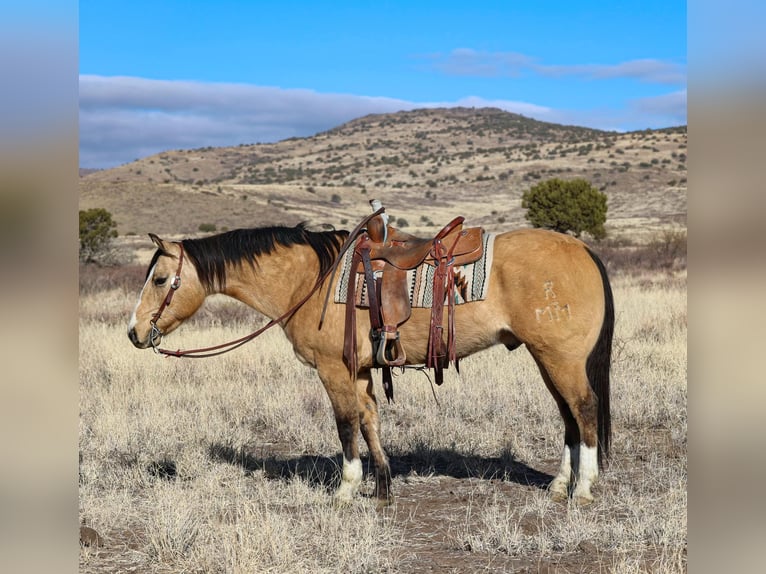 American Quarter Horse Wallach 11 Jahre 152 cm Buckskin in Camp Verde AZ