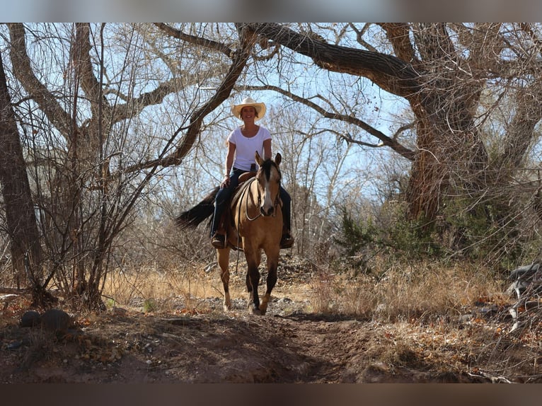 American Quarter Horse Wallach 11 Jahre 152 cm Buckskin in Camp Verde AZ