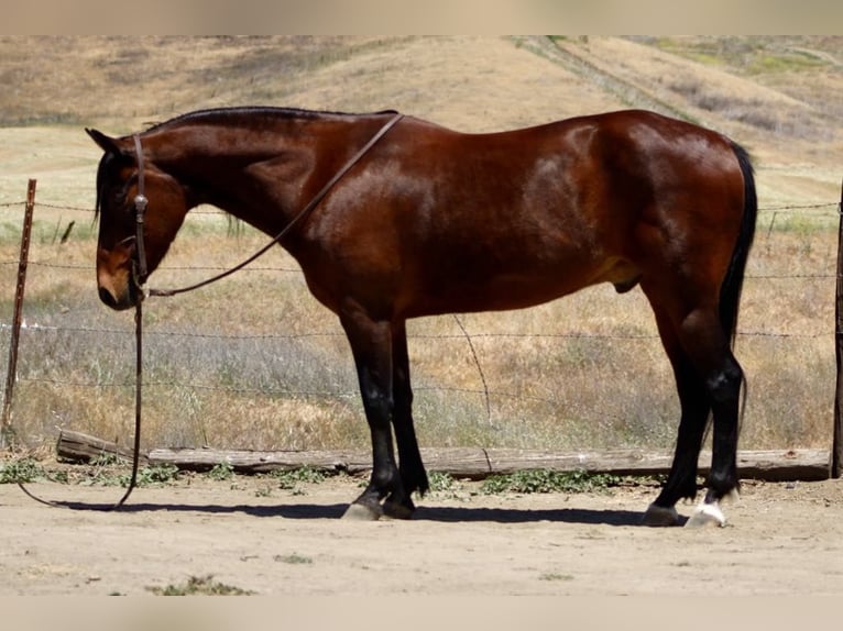 American Quarter Horse Wallach 11 Jahre 152 cm Buckskin in Clarion PA