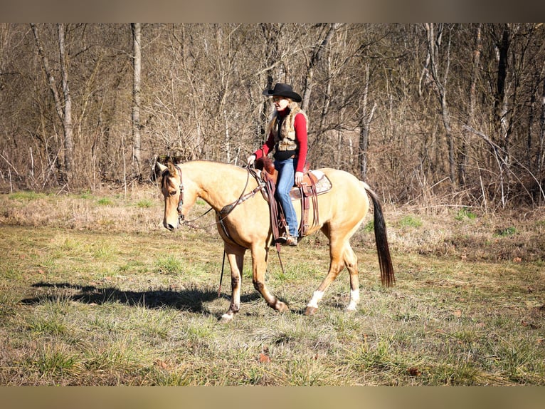 American Quarter Horse Wallach 11 Jahre 152 cm Buckskin in Flemmingsburg KY