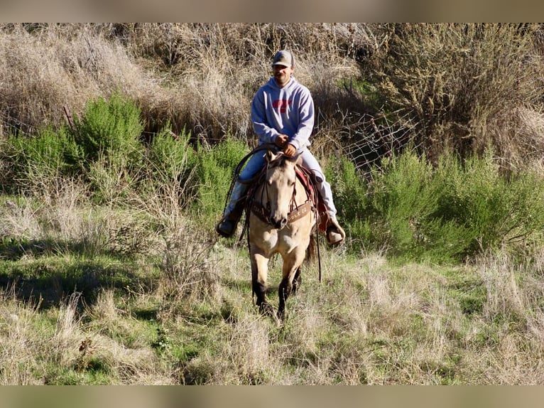 American Quarter Horse Wallach 11 Jahre 152 cm Buckskin in Paicines CA