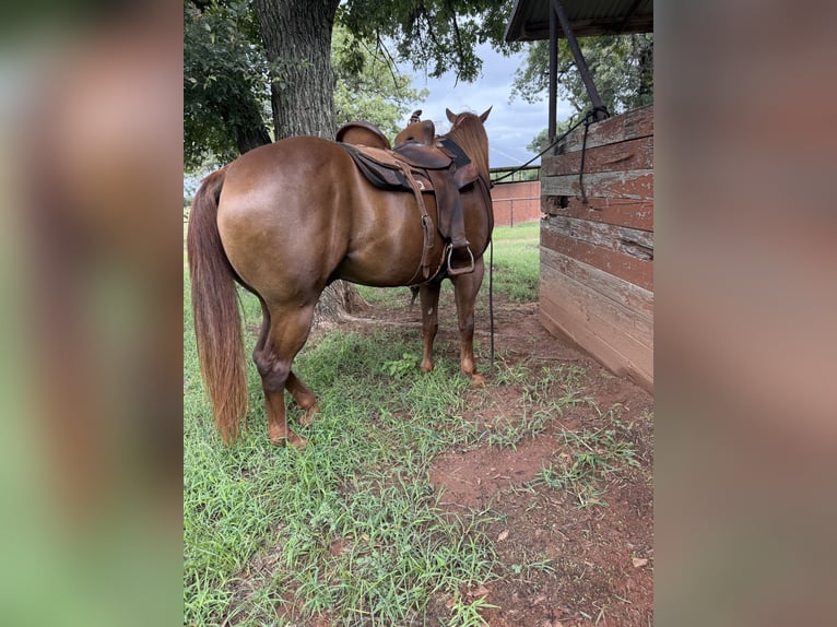 American Quarter Horse Wallach 11 Jahre 152 cm Dunkelfuchs in Crescent