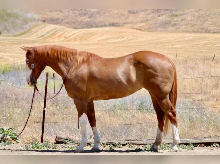American Quarter Horse Wallach 11 Jahre 152 cm Dunkelfuchs in BItterwater CA