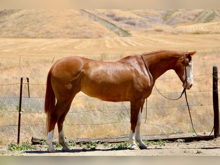 American Quarter Horse Wallach 11 Jahre 152 cm Dunkelfuchs in BItterwater CA