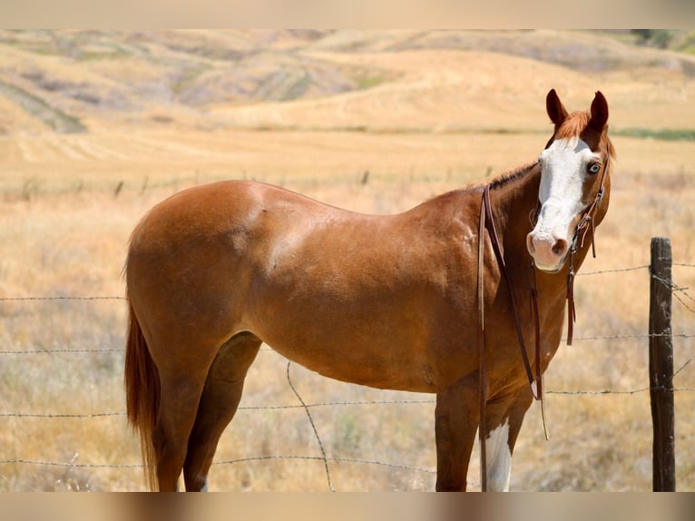 American Quarter Horse Wallach 11 Jahre 152 cm Dunkelfuchs in BItterwater CA