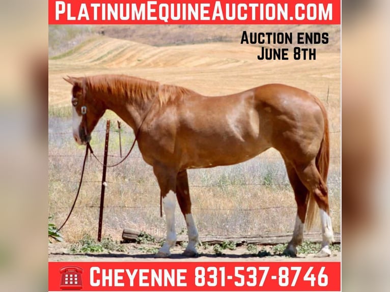 American Quarter Horse Wallach 11 Jahre 152 cm Dunkelfuchs in BItterwater CA