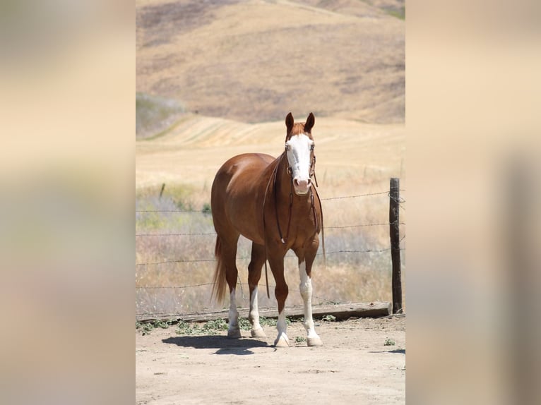 American Quarter Horse Wallach 11 Jahre 152 cm Dunkelfuchs in BItterwater CA