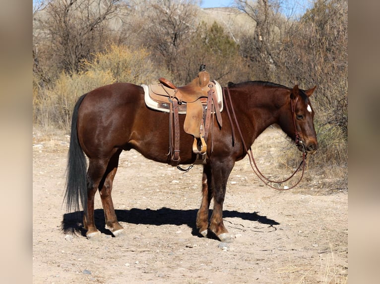 American Quarter Horse Wallach 11 Jahre 152 cm Dunkelfuchs in Camp Verde AZ
