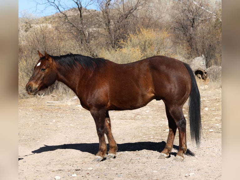 American Quarter Horse Wallach 11 Jahre 152 cm Dunkelfuchs in Camp Verde AZ