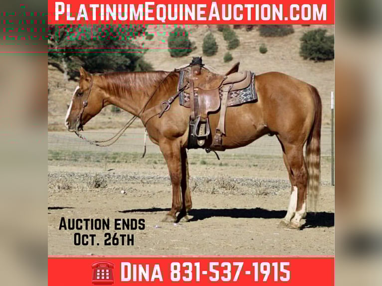 American Quarter Horse Wallach 11 Jahre 152 cm Falbe in Paicines CA