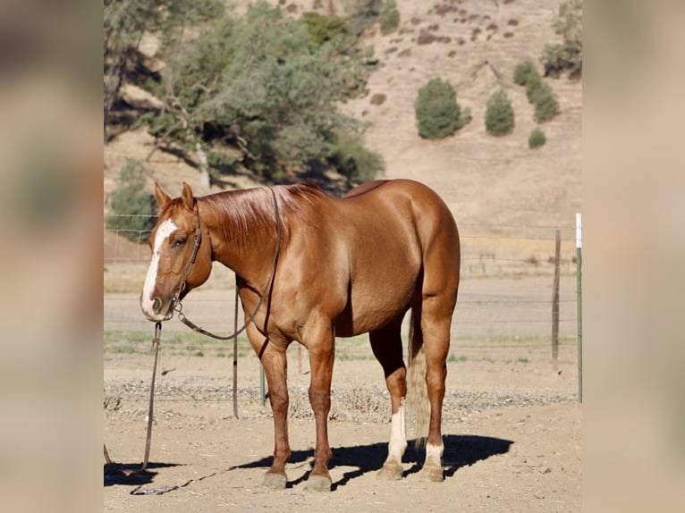 American Quarter Horse Wallach 11 Jahre 152 cm Falbe in Paicines CA