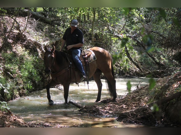 American Quarter Horse Wallach 11 Jahre 152 cm Falbe in Rusk TX