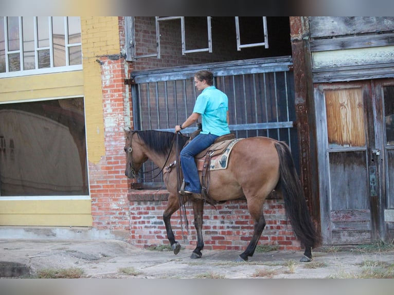 American Quarter Horse Wallach 11 Jahre 152 cm Falbe in Rusk TX