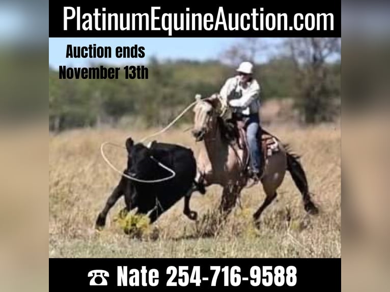 American Quarter Horse Wallach 11 Jahre 152 cm Falbe in Waco TX