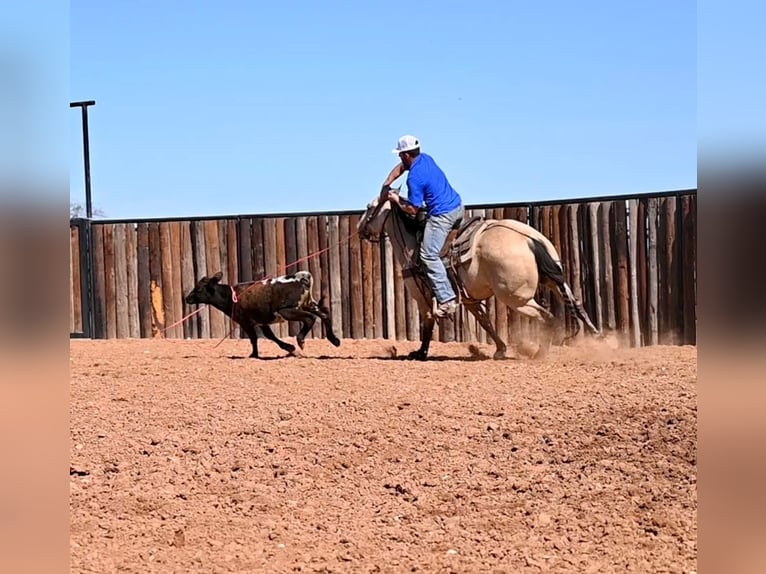American Quarter Horse Wallach 11 Jahre 152 cm Falbe in Waco TX