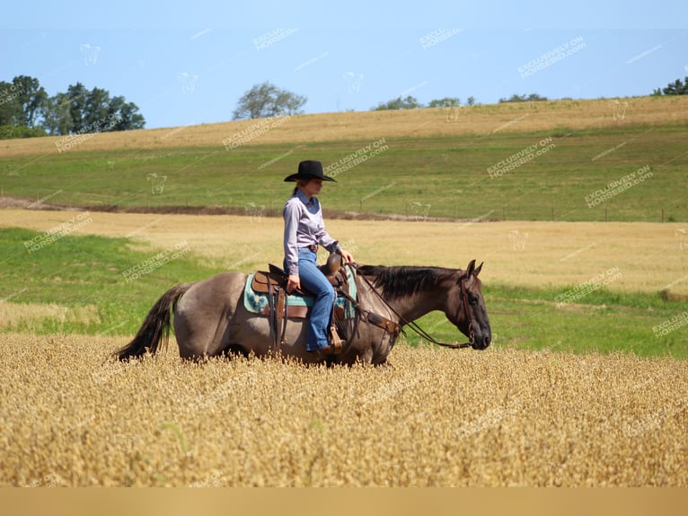 American Quarter Horse Wallach 11 Jahre 152 cm Grullo in Clarion, PA