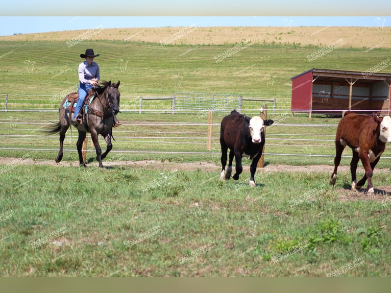 American Quarter Horse Wallach 11 Jahre 152 cm Grullo in Clarion, PA