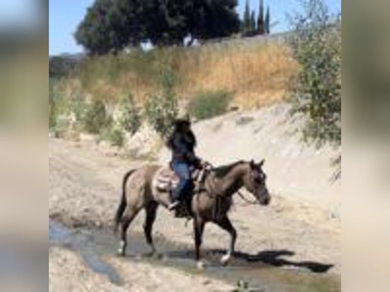 American Quarter Horse Wallach 11 Jahre 152 cm Grullo in Ramona, CA