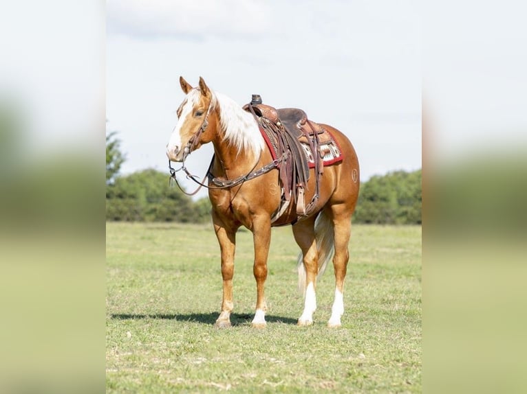 American Quarter Horse Wallach 11 Jahre 152 cm Palomino in Louisville