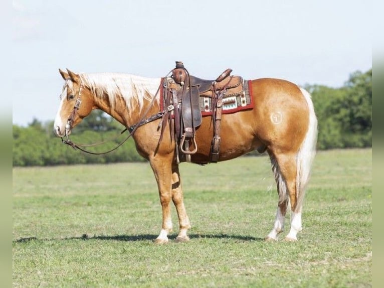 American Quarter Horse Wallach 11 Jahre 152 cm Palomino in Louisville